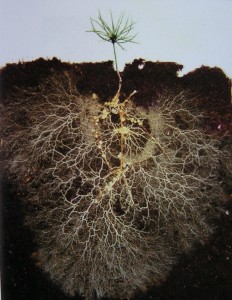 Roots plant